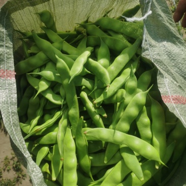 九月青油豆角