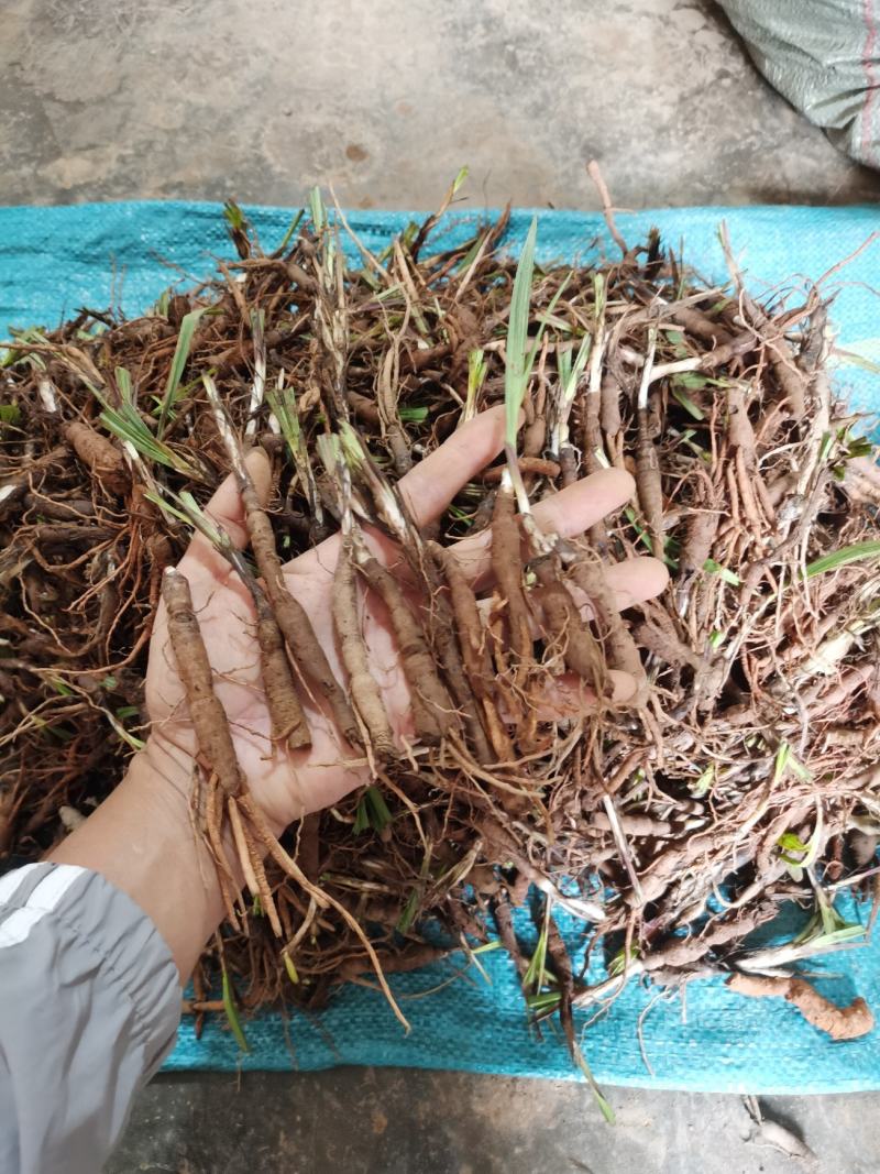 仙茅新鲜包邮，