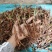 仙茅新鲜包邮，