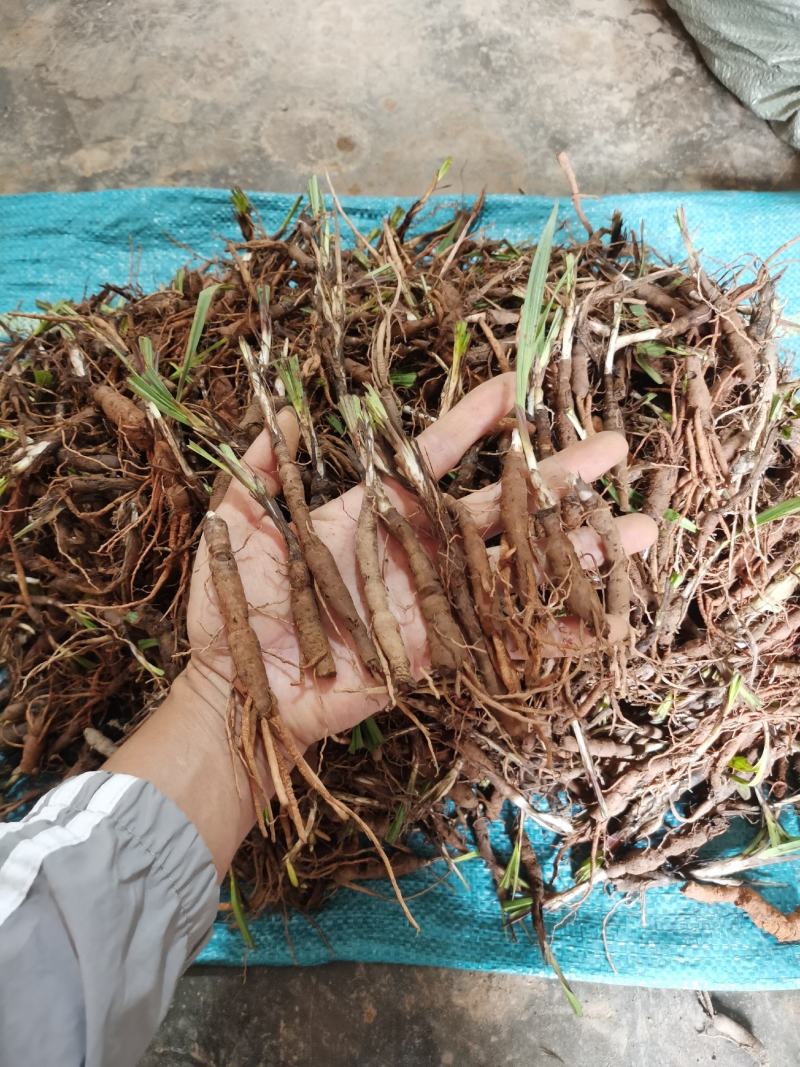 仙茅新鲜包邮，