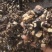 云南榨油核桃仁产地一手货源批发1000斤起批