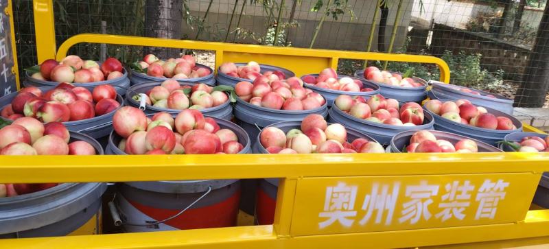 河南内乡精品油桃大量供应现摘现发品质保证欢迎来电