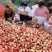 河南内乡精品油桃大量供应现摘现发品质保证欢迎来电