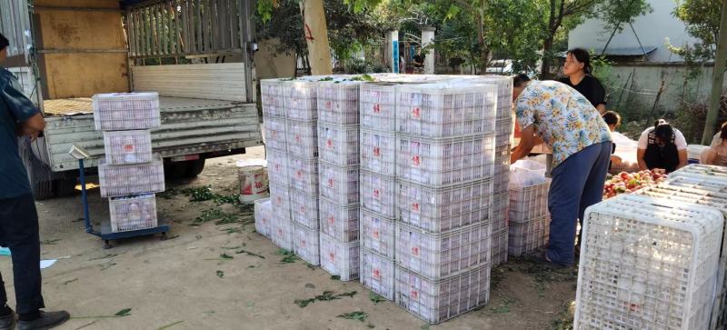 河南内乡精品油桃大量供应现摘现发品质保证欢迎来电