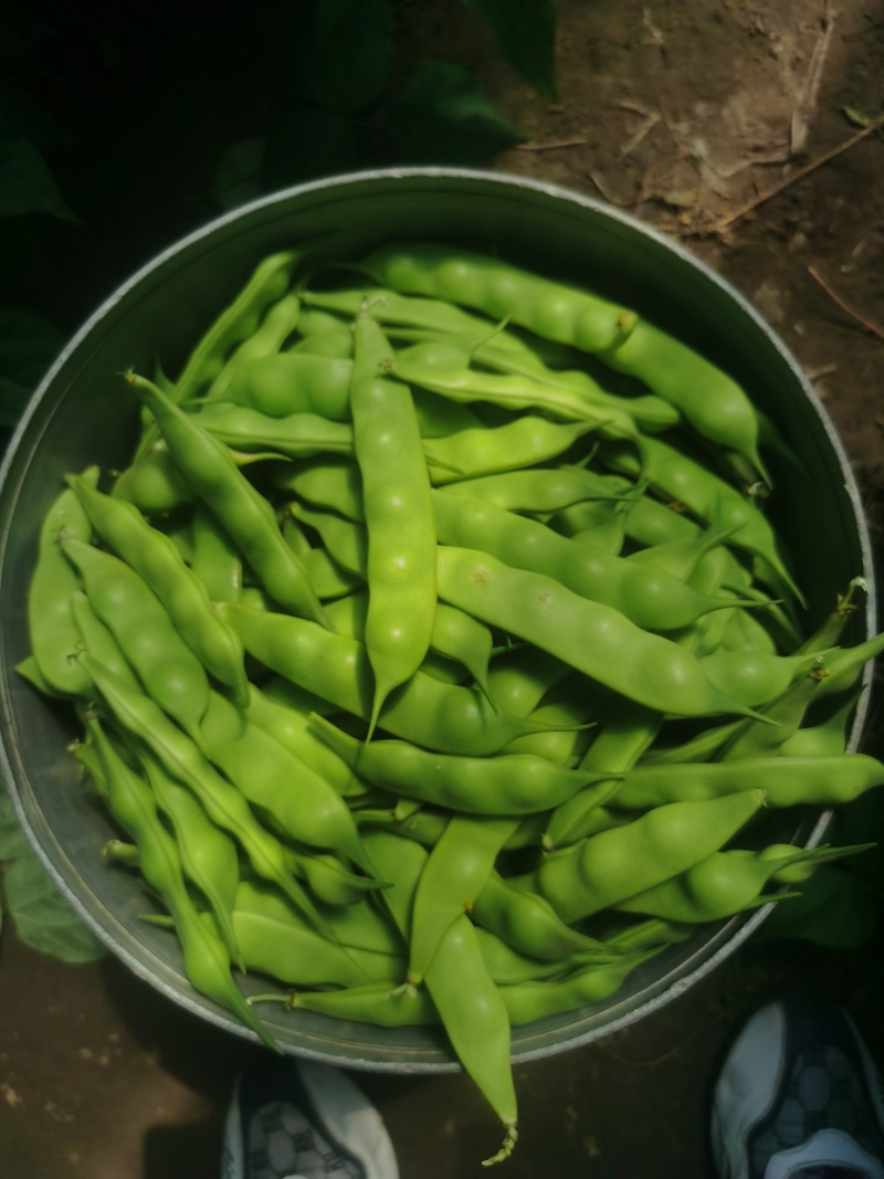 九月青油豆角
