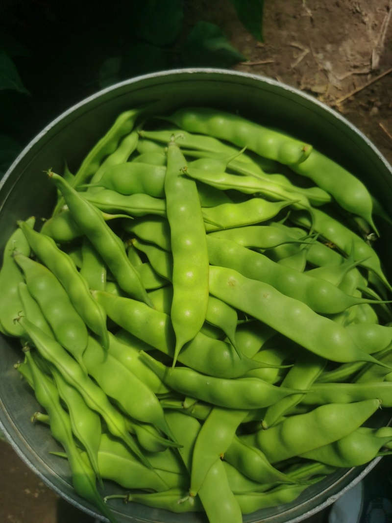 九月青油豆角