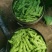 九月青油豆角