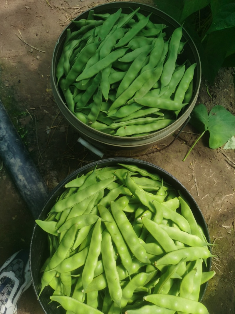 九月青油豆角