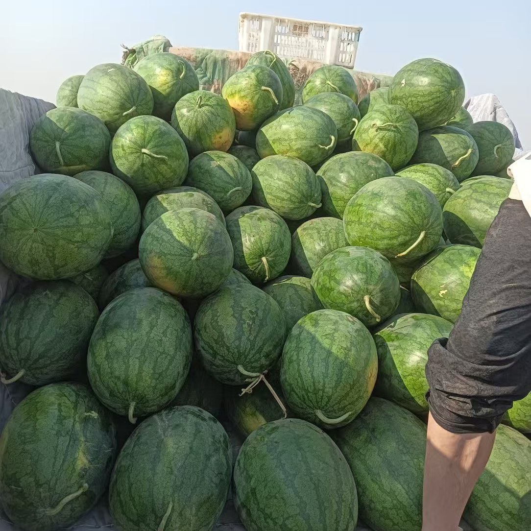 [西瓜批发]河北石家庄高邑县西瓜 0.70元/斤批发优质西瓜 _ 一亩田