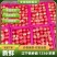 辽宁123小苹果大量上市口感脆甜，颜色红产地直发
