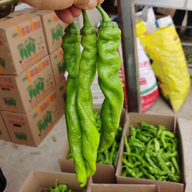 螺丝椒龙椒大量上市产地一手货源以质论价一条龙服务