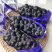 夏黑葡萄蓝莓夏黑葡萄产地直供质量有保证