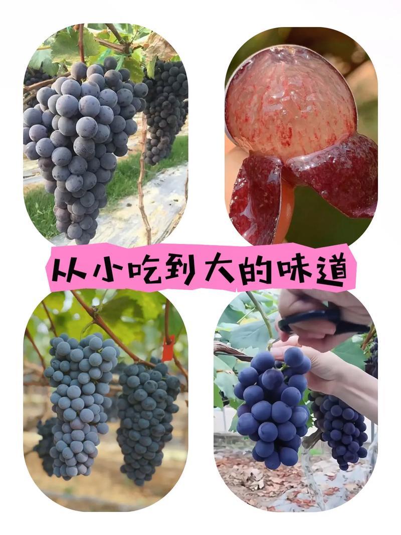 夏黑葡萄蓝莓夏黑葡萄产地直供质量有保证