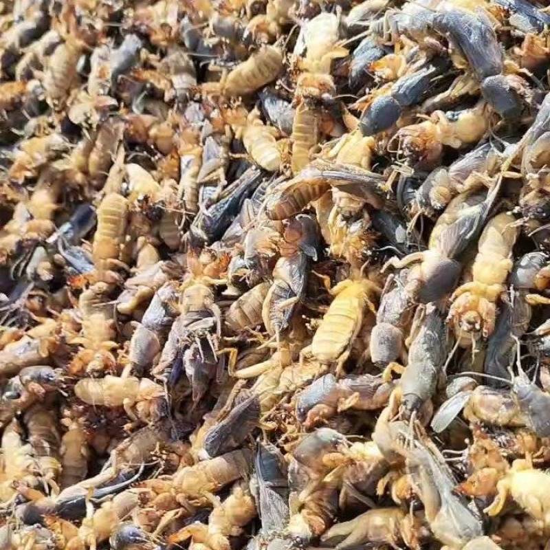 一年一季活体捕完整熟冻蝼蛄干净无骚味产地直销买到赚到