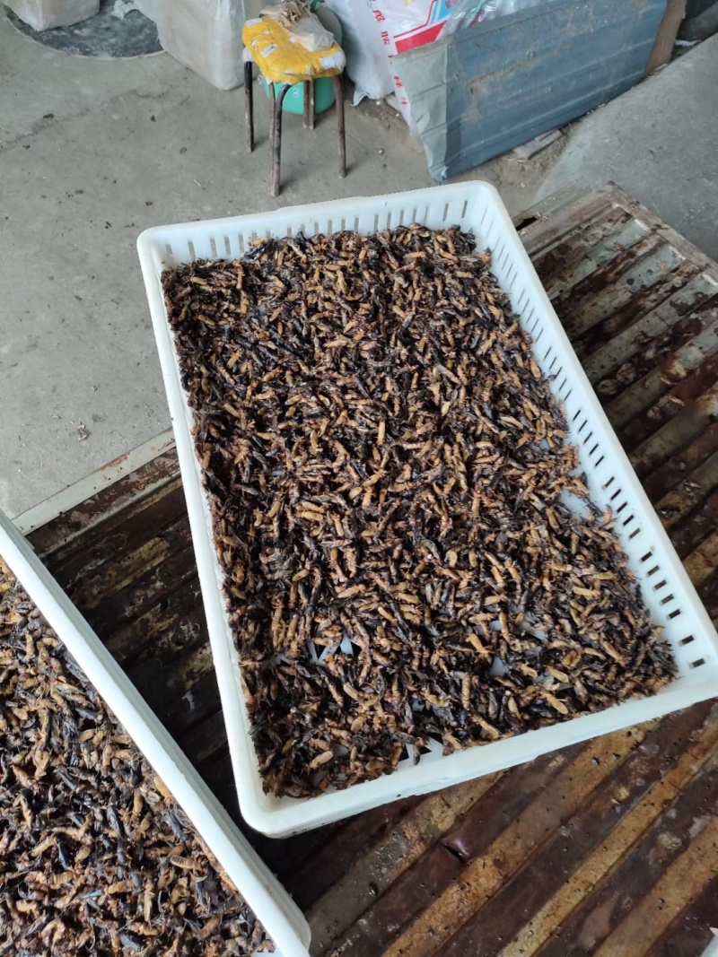 一年一季活体捕完整熟冻蝼蛄干净无骚味产地直销买到赚到