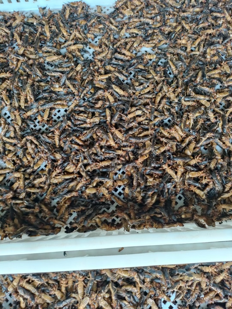一年一季活体捕完整熟冻蝼蛄干净无骚味产地直销买到赚到