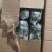 山苜楂大量有货量大从优自产自销欢迎咨询