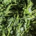 山苜楂大量有货量大从优自产自销欢迎咨询
