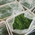 优选山东潍坊山苜楂山菜山蚂蚱鲜货冻品品质保障诚信