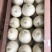 美浓甜瓜