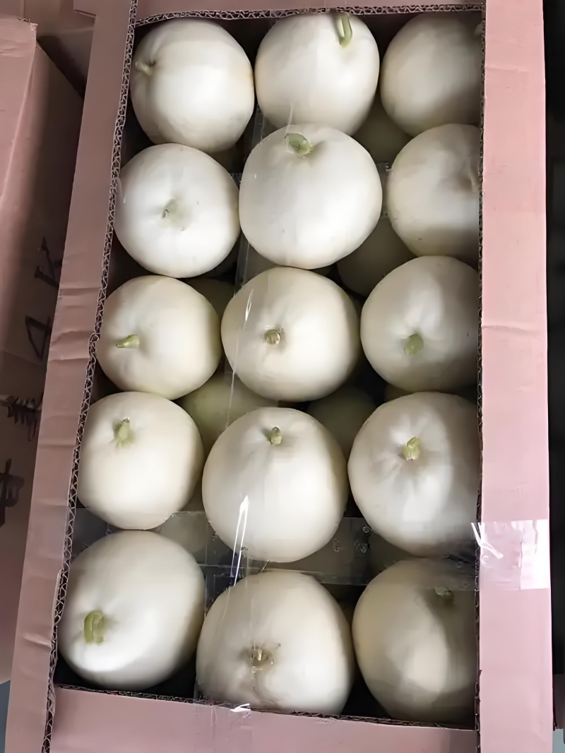 美浓甜瓜
