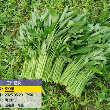 澄迈大叶白梗空心菜