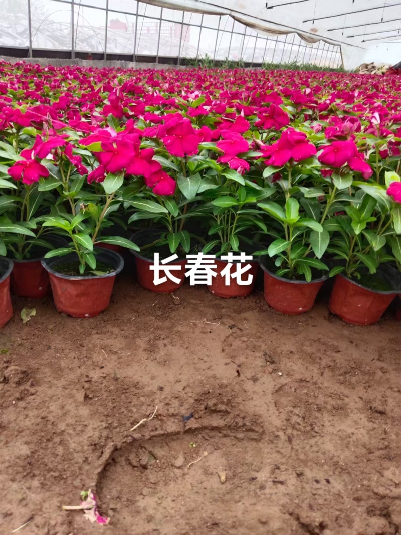 长春花，天天开，时令花卉**，花期长，