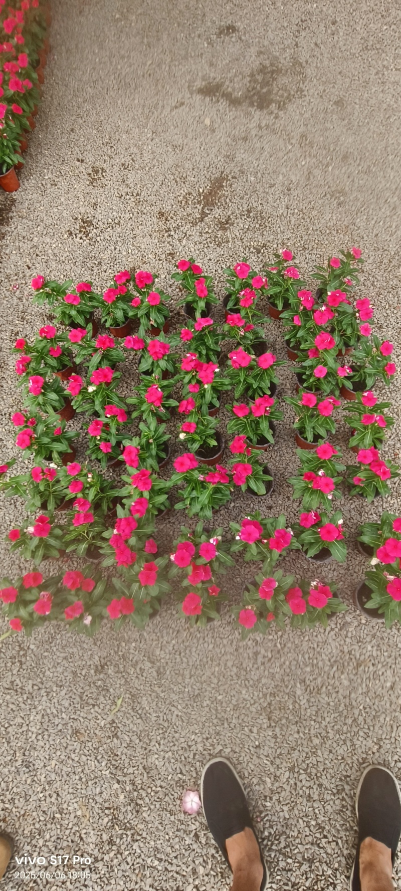 长春花，天天开，时令花卉**，花期长，
