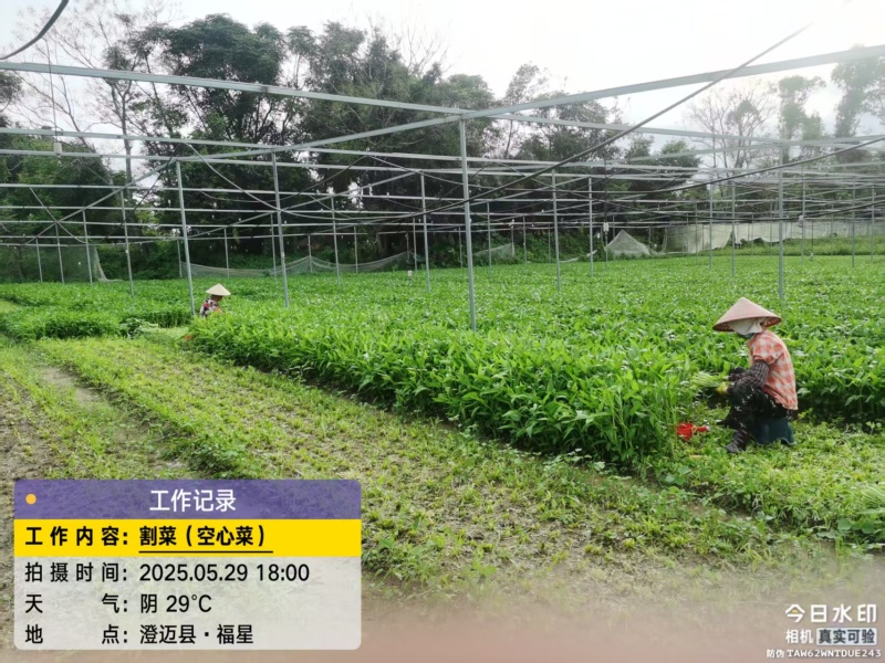 澄迈大叶白梗空心菜