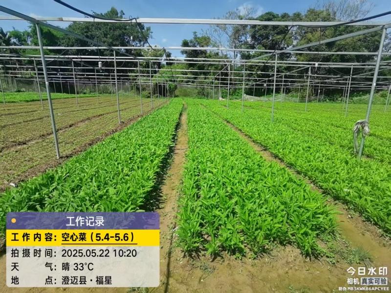 澄迈大叶白梗空心菜