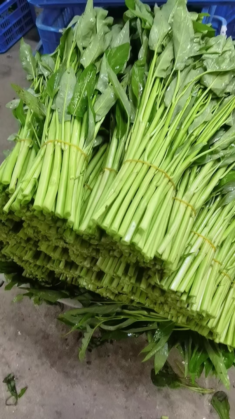 澄迈大叶白梗空心菜