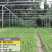 澄迈大叶白梗空心菜