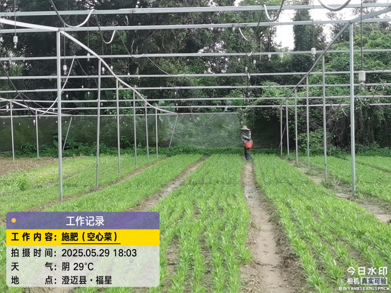 澄迈大叶白梗空心菜