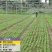 澄迈大叶白梗空心菜