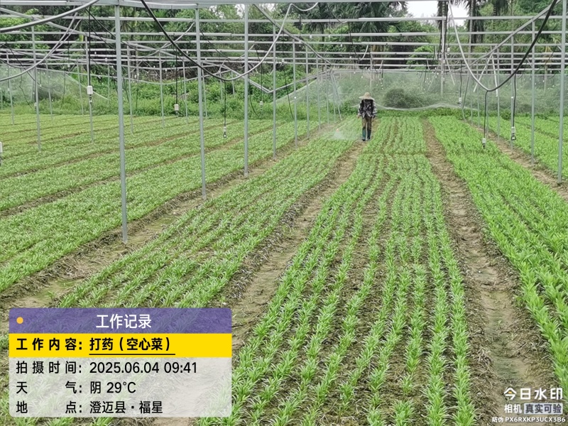 澄迈大叶白梗空心菜