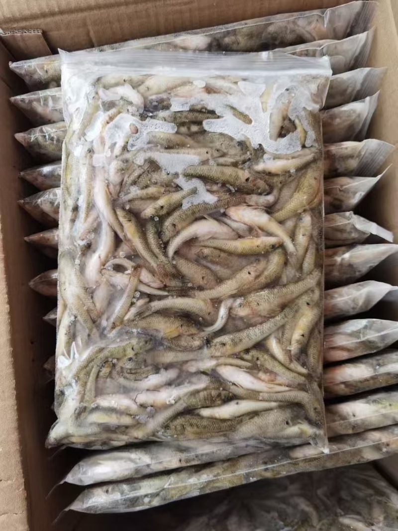 一年一季活体捕捞山坑鱼标准定做产地直销买到赚到