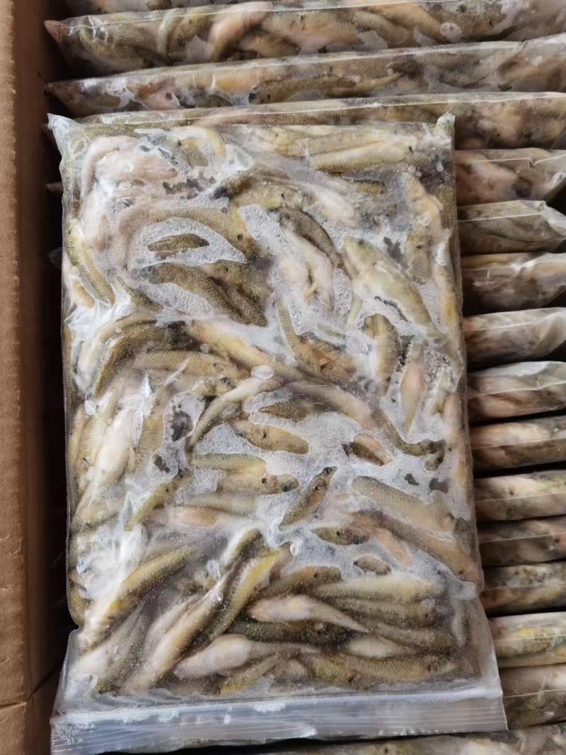一年一季活体捕捞山坑鱼标准定做产地直销买到赚到