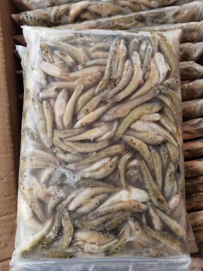一年一季活体捕捞山坑鱼标准定做产地直销买到赚到