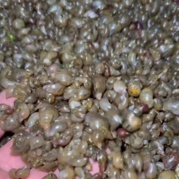 漂螺养殖蚂蝗专用食品，蚂蝗食品
