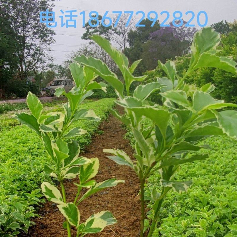 花叶假连翘