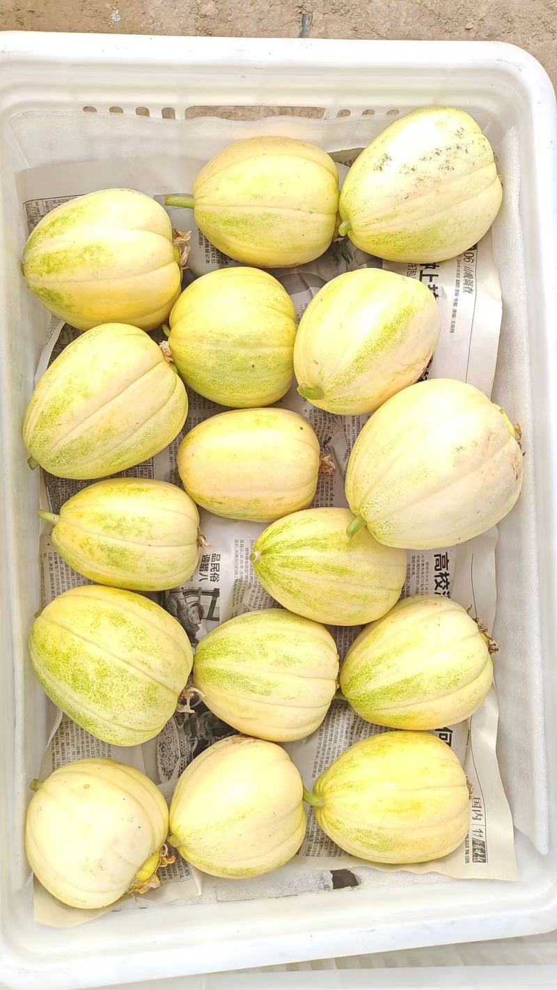 山西忻州花蕾甜瓜/花美人/花姑娘香瓜大量接单欢迎咨询下单