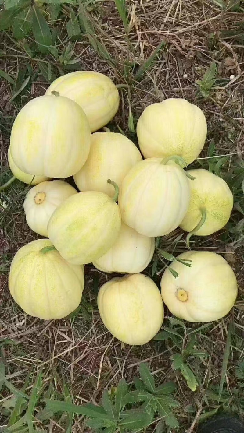 山西忻州花蕾甜瓜/花美人/花姑娘香瓜大量接单欢迎咨询下单
