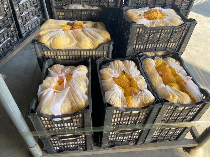蒙阴黄桃新鲜黄油桃黄毛桃黄金蜜4号黄金蜜2号甜黄金黄锦绣