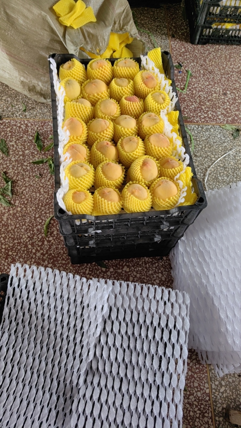蒙阴黄桃新鲜黄油桃黄毛桃黄金蜜4号黄金蜜2号甜黄金黄锦绣
