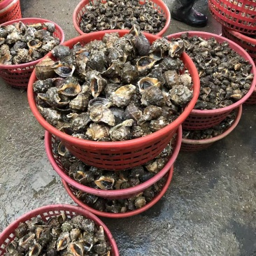 各类海鲜水产