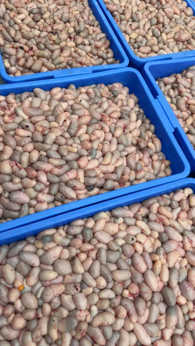 鲜冻花鸡腰子鸡睾丸（产地直销）规格齐全大量批发长年供应链