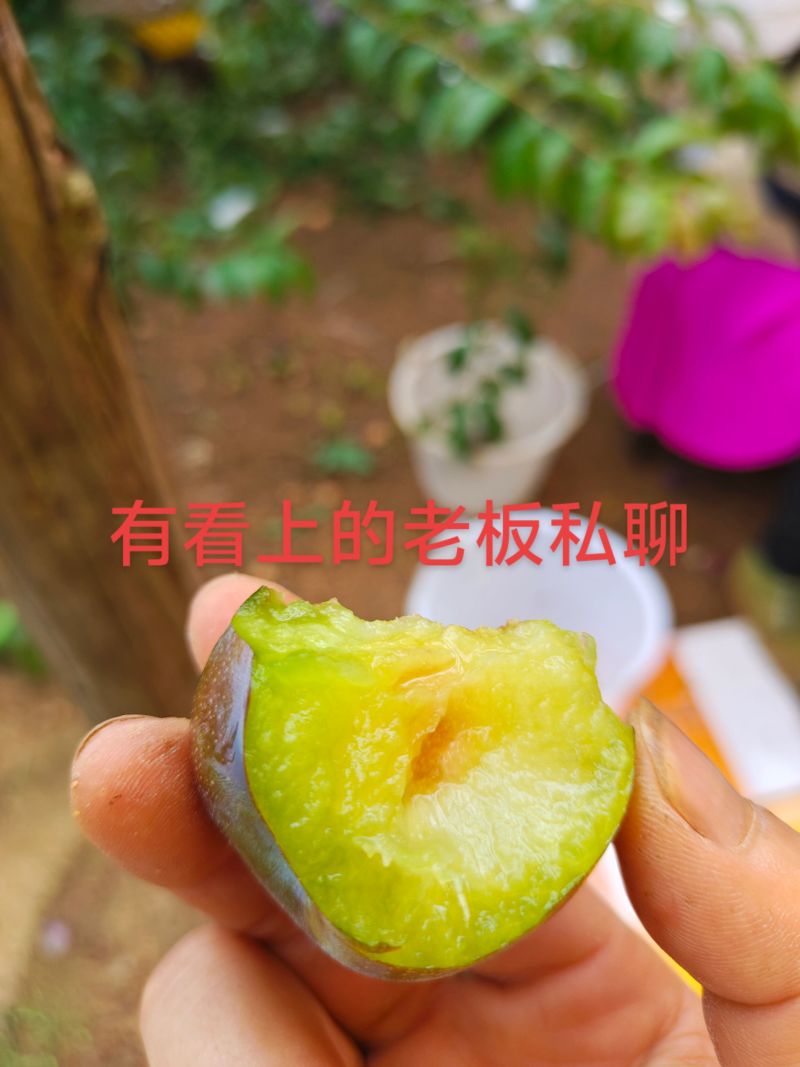 五月脆，