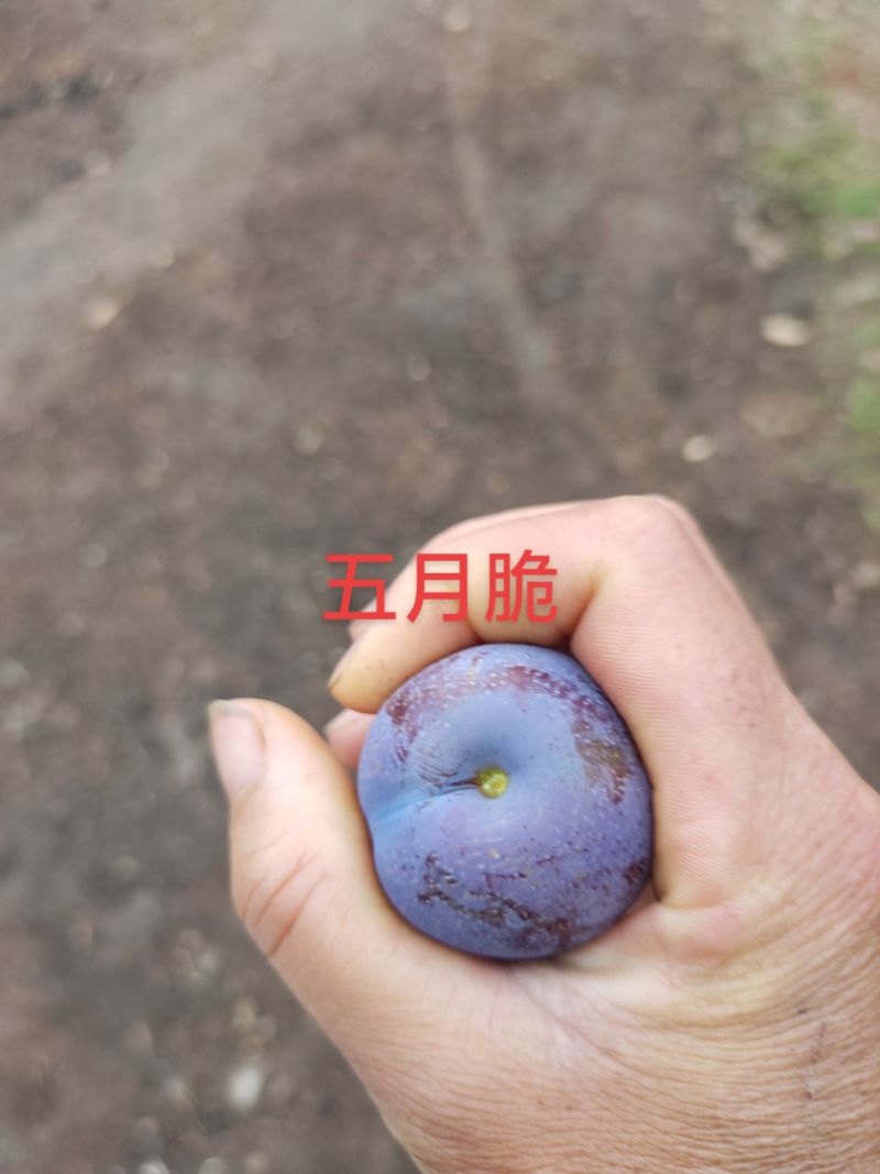 五月脆，