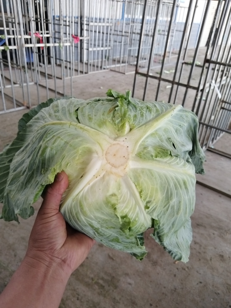湖北高山优质圆包菜平包甘蓝产地直销，诚信服务，欢迎来电！