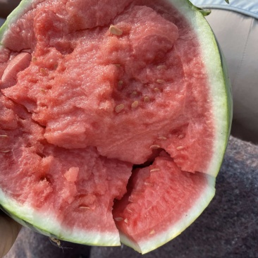 西瓜美都西瓜麒麟西瓜货源充足质量保证可视频看